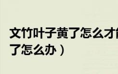 文竹叶子黄了怎么才能让它变绿（文竹叶子黄了怎么办）