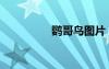 鹦哥鸟图片（鹦哥爱拍）