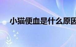 小猫便血是什么原因（便血是什么原因）