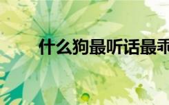 什么狗最听话最乖（什么狗最听话）