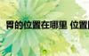 胃的位置在哪里 位置图（胃的位置在哪里）