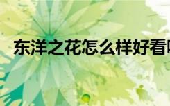 东洋之花怎么样好看吗（东洋之花怎么样）