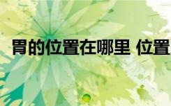 胃的位置在哪里 位置图（胃的位置在哪里）