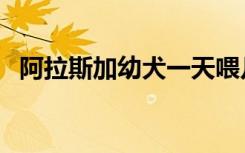 阿拉斯加幼犬一天喂几次（阿拉斯加幼犬）