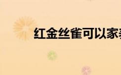 红金丝雀可以家养吗（红金丝雀）
