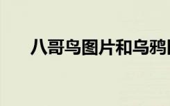 八哥鸟图片和乌鸦区别（八哥鸟图片）