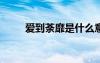 爱到荼靡是什么意思?（爱到荼蘼）