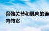 骨骼关节和肌肉的连接是什么 骨骼关节和肌肉教案