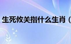 生死攸关指什么生肖（生死攸关是什么生肖）