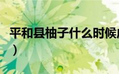 平和县柚子什么时候成熟（柚子什么时候成熟）