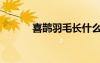 喜鹊羽毛长什么样（喜鹊羽毛）