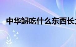 中华鲟吃什么东西长大的（中华鲟吃什么）