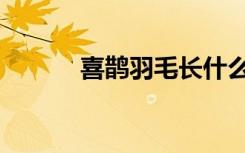 喜鹊羽毛长什么样（喜鹊羽毛）
