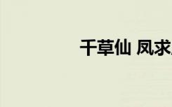 千草仙 凤求凰（千草仙）