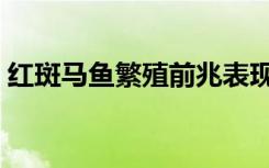 红斑马鱼繁殖前兆表现（红斑马鱼繁殖前兆）