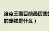 洛克王国目前最厉害的宠物（洛克王国最厉害的宠物是什么）