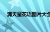 满天星花语图片大全 满天星花语带图片