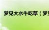 梦见大水牛吃草（梦见水牛吃草什么意思）