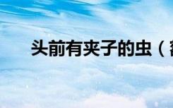 头前有夹子的虫（额头有两个夹子虫）