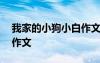 我家的小狗小白作文怎么写 我家的小狗小白作文