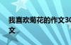 我喜欢菊花的作文300个字 我喜欢菊花的作文
