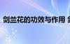 剑兰花的功效与作用 剑兰花图片及养殖方法