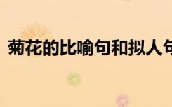 菊花的比喻句和拟人句有哪些 菊花的比喻句