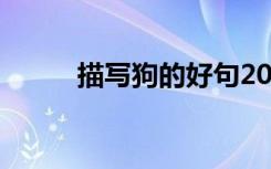 描写狗的好句20字 描写狗的好句
