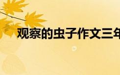观察的虫子作文三年级 观察的虫子作文