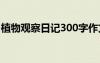 植物观察日记300字作文 植物观察日记300字