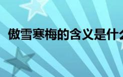 傲雪寒梅的含义是什么 傲雪寒梅4年级作文
