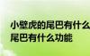 小壁虎的尾巴有什么功能参考答案 小壁虎的尾巴有什么功能
