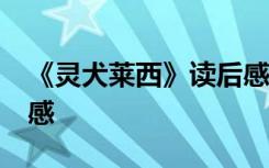 《灵犬莱西》读后感50字 《灵犬莱西》读后感