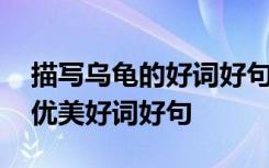 描写乌龟的好词好句好段好文章 描写乌龟的优美好词好句
