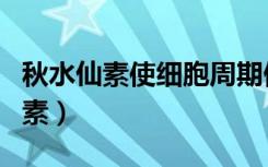 秋水仙素使细胞周期停留在什么时期（秋水仙素）