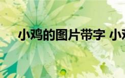 小鸡的图片带字 小鸡的图片卡通简笔画