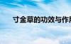 寸金草的功效与作用及禁忌（寸金草）