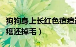 狗狗身上长红色痘痘还掉皮（狗狗身上长红疙瘩还掉毛）