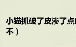 小猫抓破了皮渗了点血（被自家猫抓伤要打针不）