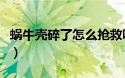 蜗牛壳碎了怎么抢救呢（蜗牛壳碎了怎么抢救）