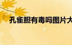 孔雀胆有毒吗图片大全（孔雀胆有毒吗）