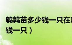 鹌鹑苗多少钱一只在哪里能买到（鹌鹑苗多少钱一只）