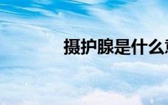 摄护腺是什么意思（摄护腺）