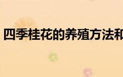 四季桂花的养殖方法和注意事项（四季桂花）
