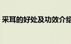 采耳的好处及功效介绍（采耳的好处及功效）