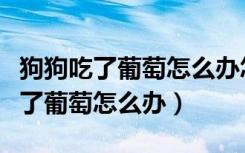 狗狗吃了葡萄怎么办怎么让它吐出来（狗狗吃了葡萄怎么办）