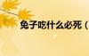 兔子吃什么必死（兔子不能吃什么）