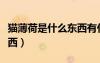 猫薄荷是什么东西有什么用（猫薄荷是什么东西）