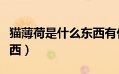 猫薄荷是什么东西有什么用（猫薄荷是什么东西）