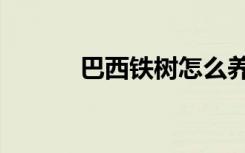 巴西铁树怎么养（铁树怎么养）